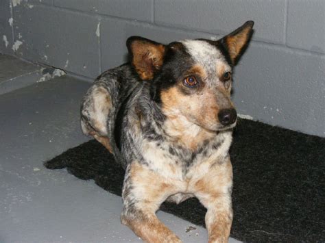 Fort myers > lee county > community > pets. BLUE HEELER GIRL located in Sulphur Springs, TX was saved