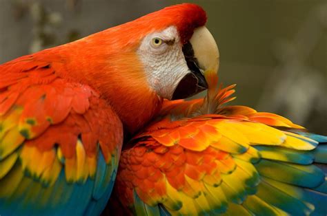 native peoples might have bred tropical macaws in the desert 1000 years ago mitochondrial dna