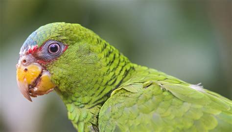 White Fronted Amazon Parrot — Full Profile History And Care