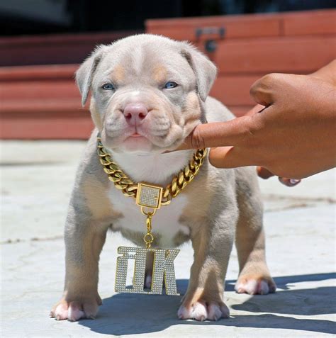 Diamond Covered Clasp Lock Gold Cuban Link Pitbull Puppies Cute Dogs