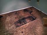 Images of Termite Damage Warranty