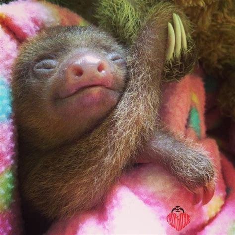 Sloths Holding Hands The Cutest Thing Ever Au
