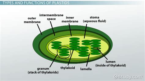 Plastids Definition Structure Types And Functions Video And Lesson