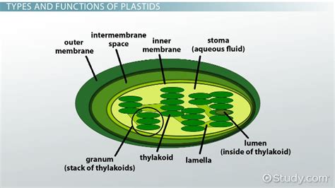 We did not find results for: 😊 What is the structure in plant cells that stores ...