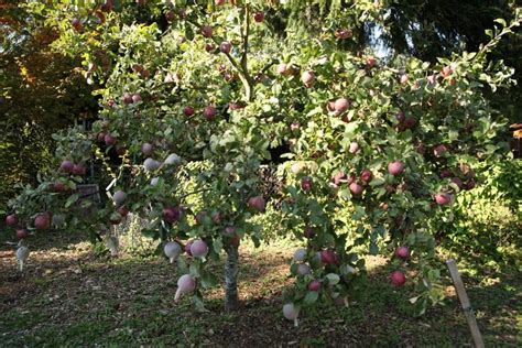 Episode 97 Fruit Trees With Tara Austen Weaver — Seattle Urban Farm