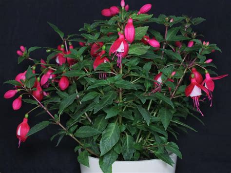 Fuchsia Hybrida