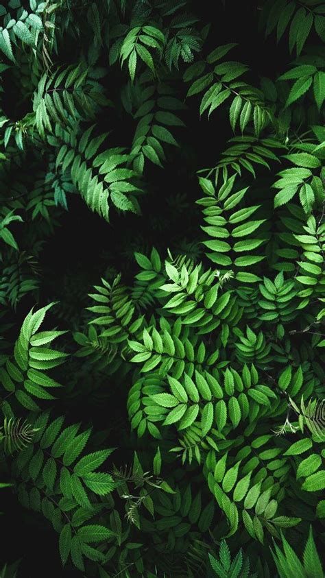 Hd Green Leaves Background