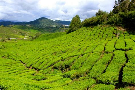 Unfortunately, i did not travel to see equipment and quickly went to the gift shop and cafe to try a cup of their famous tea. Malaysian Tea Plantations of the Cameron Highlands ...