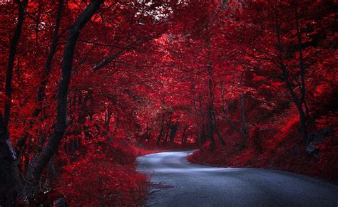 Photo Red Autumn Nature Roads Trees
