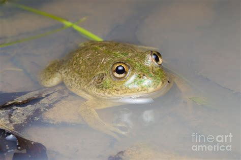 Water Holding Frog Photograph By Bg Thomson Fine Art America