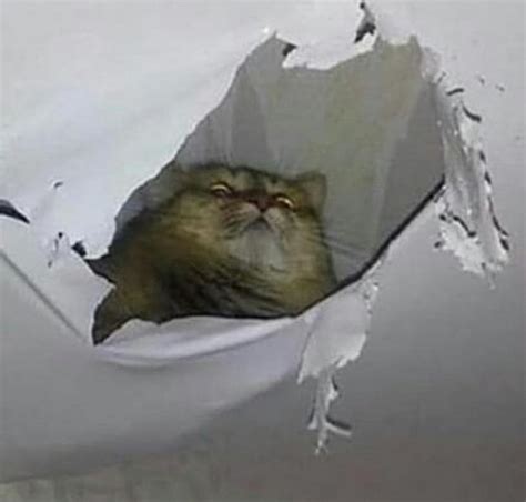 Cursed Cat Of The Ceiling Bossfight