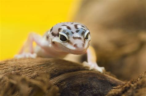 How To Take Care Of A Baby Leopard Gecko First Time Owners Guide