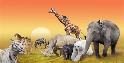 Zoo Animal Collage Stock Photos Pictures And Royalty Free Images Istock