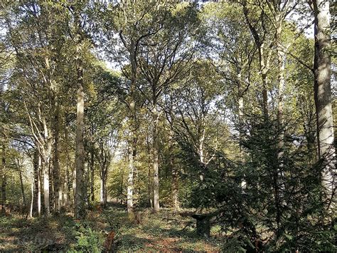 Woodsman Kent Wild Camping, Ashford - Updated 2019 prices ...