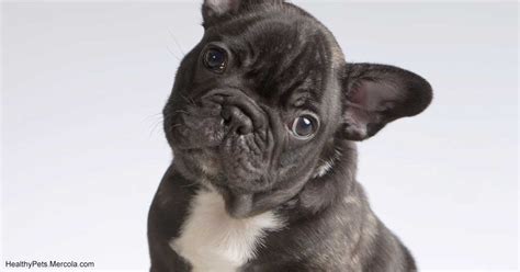 Another not so common issue the frenchie may suffer from is called hip dysplasia. The Many Health Challenges French Bulldogs Face