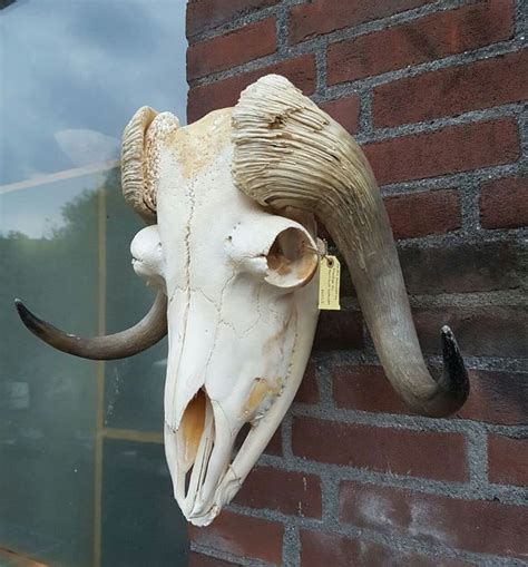 Rarely Seen Large Musk Ox Skull Complete Ovibos Moschatus 40 X 48
