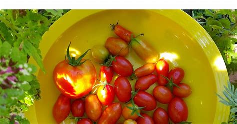 Ada tomato ceri, tomato besar, tomato bulat bahkan tomato pelbagai warna. Cara Tanam Pokok Tomato - Pink Pegaga