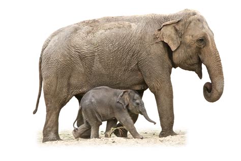 Select png (*.png) as the file format. Mammal PNG Transparent Images | PNG All