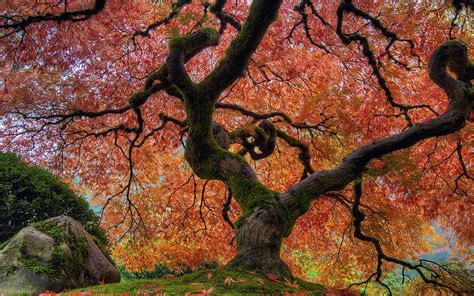 Hd Wallpaper Japanese Garden In Autumn Japanese Maple Tree At Portland
