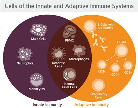 Innate Immune System Vs The Adaptive Immune System Charles River