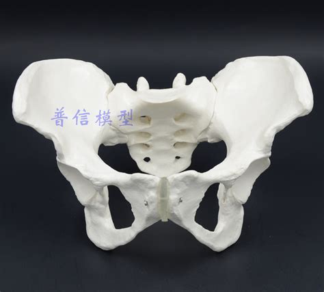 1:1 Female Pelvis Model,The Ilium, Ischium, Pubis Model Pelvis, Medical