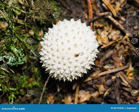 Common Puffball Or Lycoperdon Perlatum Edible Wild Mushroom Macro