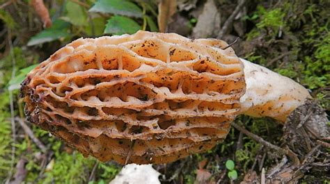 Tips for Hunting Morel Mushrooms - Delishably