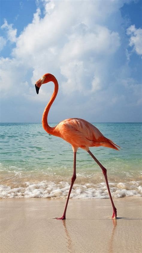 Pink Flamingo On The Beach Iwallpaper