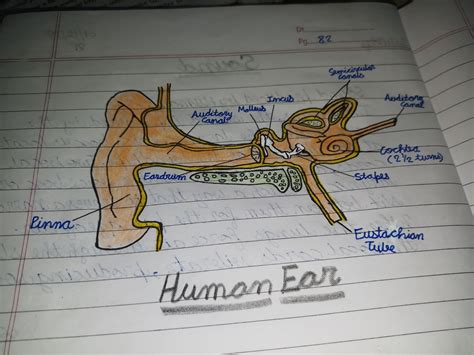 Draw A Neat Labelled Diagram Of Human Ear