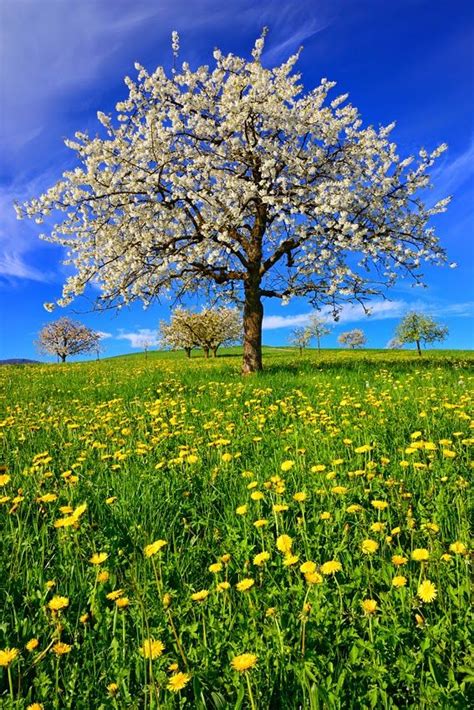 Kirschblüte Im Kanton Baselland Naturbilder Schöne Natur Bilder