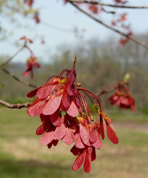 Maple seeds are an item used in the farming skill to grow a maple tree, which gives maple logs when harvesting it with a hatchet. Red Maple | State Symbols USA