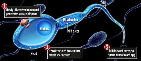 British Scientists Discover Pill To Stop Sperm Swimming That Men Could