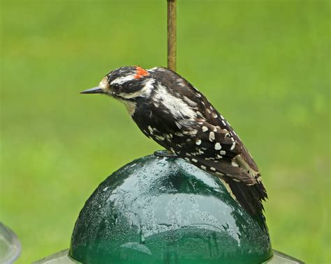 Male Downy Woodpecker Feederwatch
