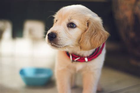 We give homeless animals a second chance through our adoption process is based on more than 29 years of finding forever homes for dogs, cats, puppies and kittens. Humane Society Pet Adoption Near Me - The W Guide