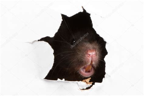 Angry Black Syrian Hamster Looking Through The Ragged Hole In Th Stock