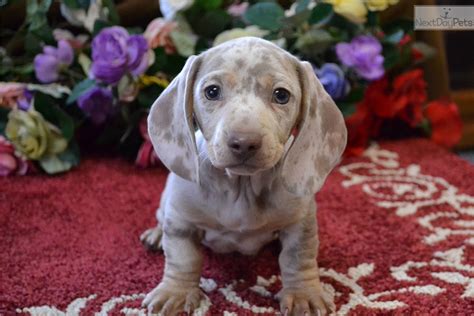 Ready first set of shots healthy & utd on vaccines. Puppies for Sale from Mgm Dachshunds - Member since March 2005
