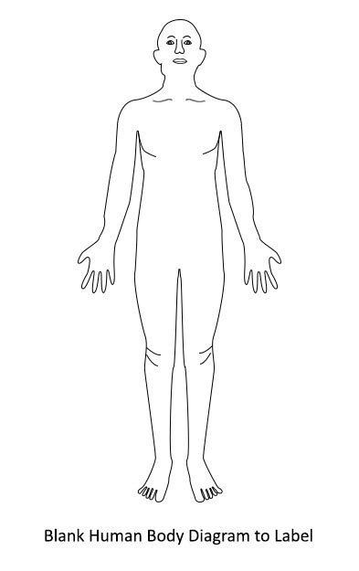 It is made up of many different parts. Human Body Diagram