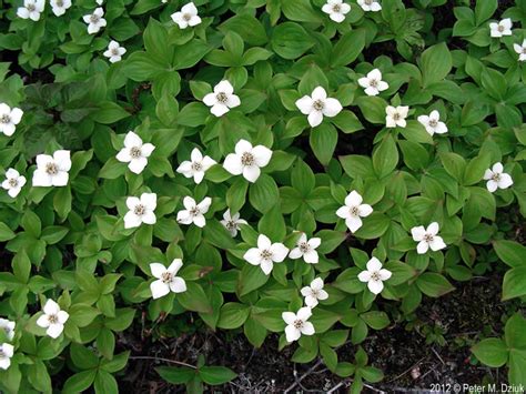 Bunchberry - Plant It Wild! | Native Michigan Plants