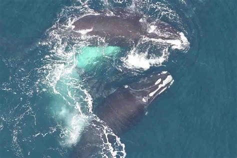 10 Things You Should Know About North Atlantic Right Whales Noaa