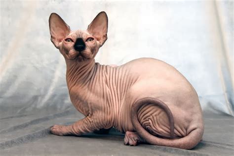 Você realmente sabia Sphynx A exótica raça de gato sem pêlos