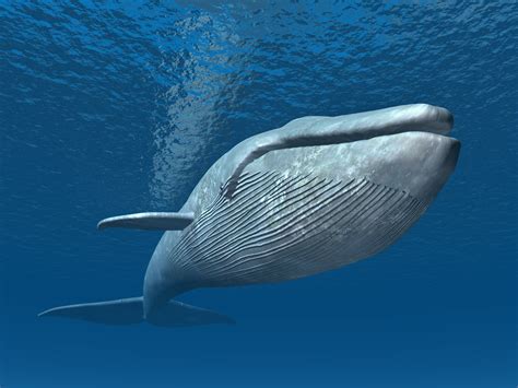 Blue Whale Vs Gray Whale Difference Size Comparison Migration
