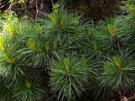 Sosna Limba Limba Pinus Cembra Zielnik Karpackipl
