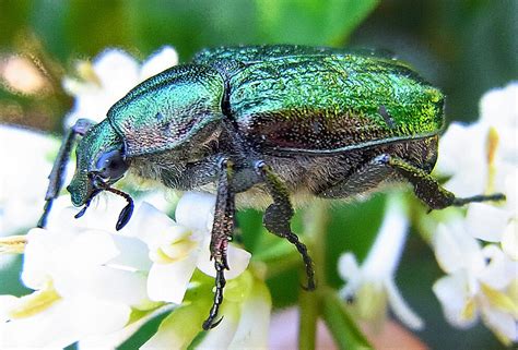 The Noble Chafer Leominster Living Orchard