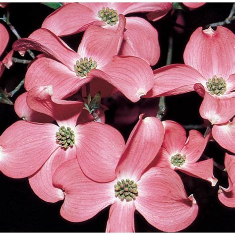 Maybe you would like to learn more about one of these? 13.66-Gallon Pink Stellar Pink Dogwood Flowering Tree in ...