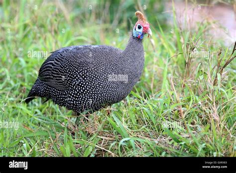 Guinea Fowl Bird Stock Photo Alamy