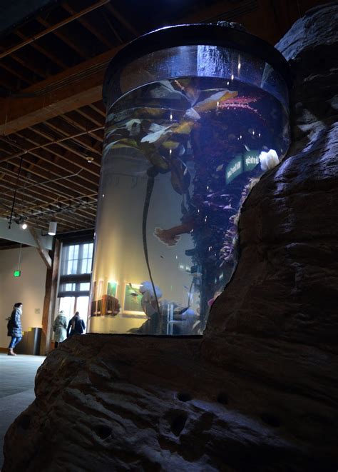 A Visit To The Seattle Aquarium