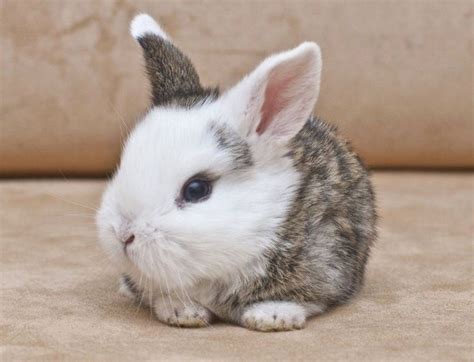Pin On Pet Rabbit