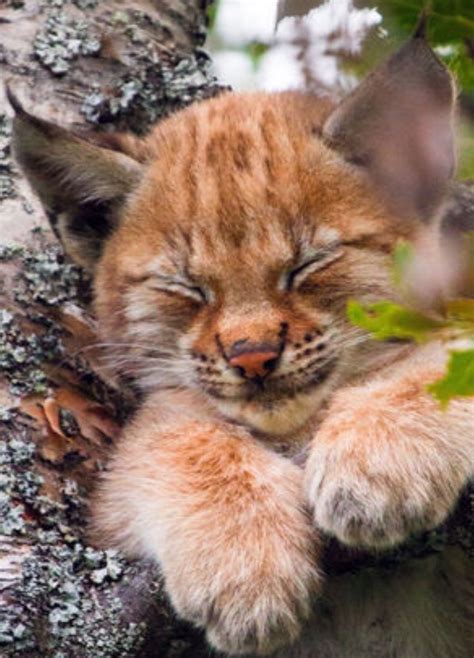Baby Lynx So Adorable ️ ️ ️ ️ ️ ️ Animals Beautiful Animals Wild