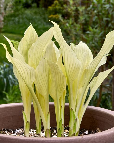 Hosta White Feather Bare Roots — Buy White Plantain Lilies Online At