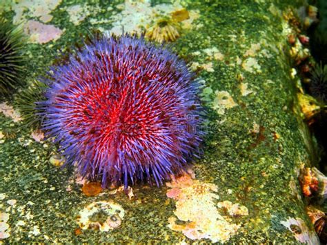 Sea Urchin Echinus Stock Photo Image Of Animal World 44304208